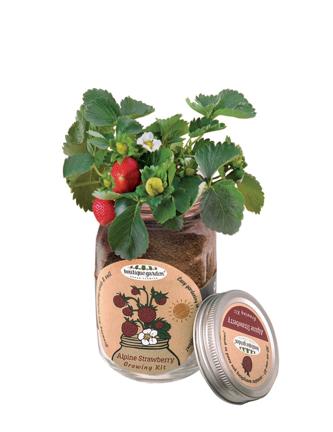 Mason Jar Grow Kits - Strawberry Alpine