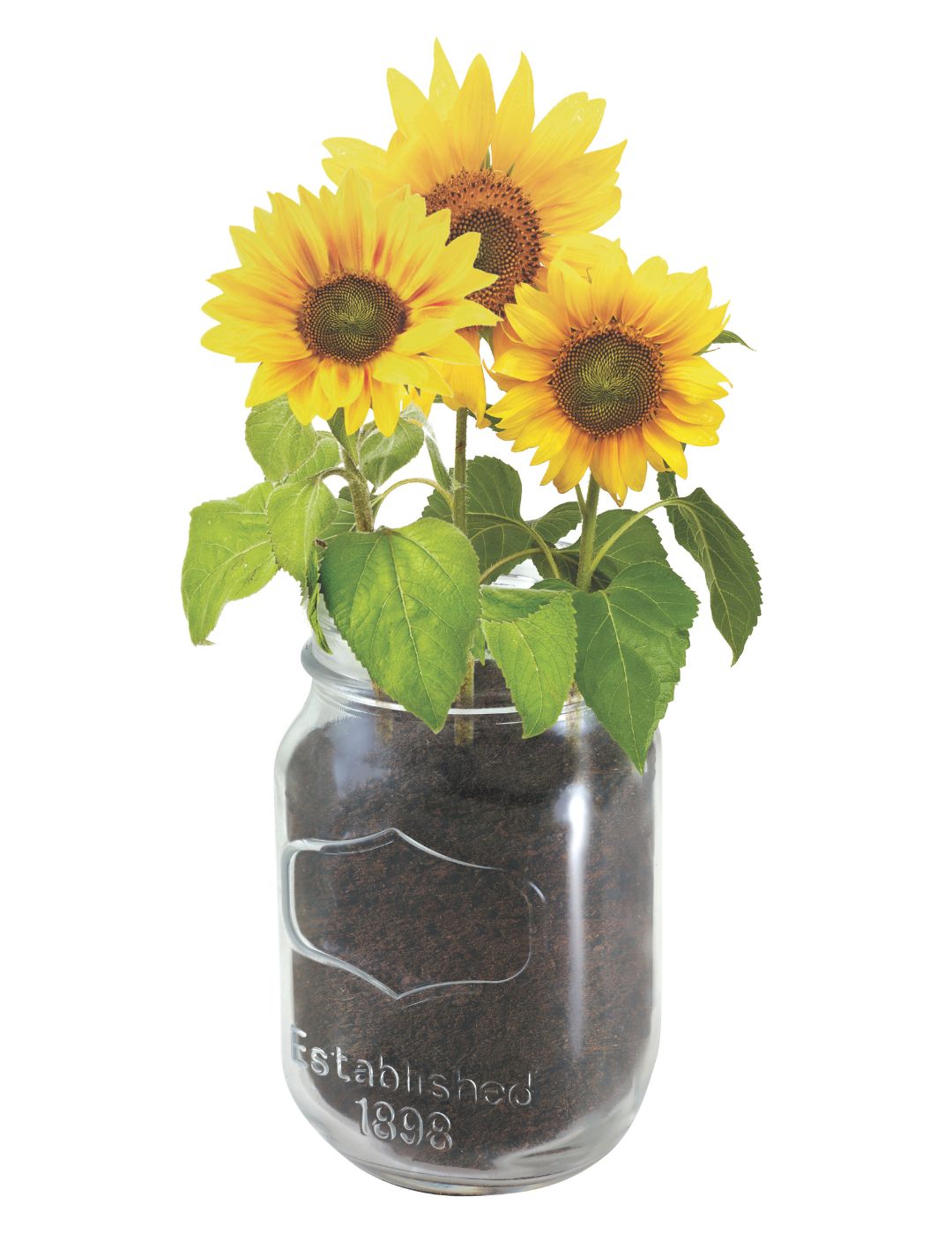 Mason Jar Grow Kits - Sunflower