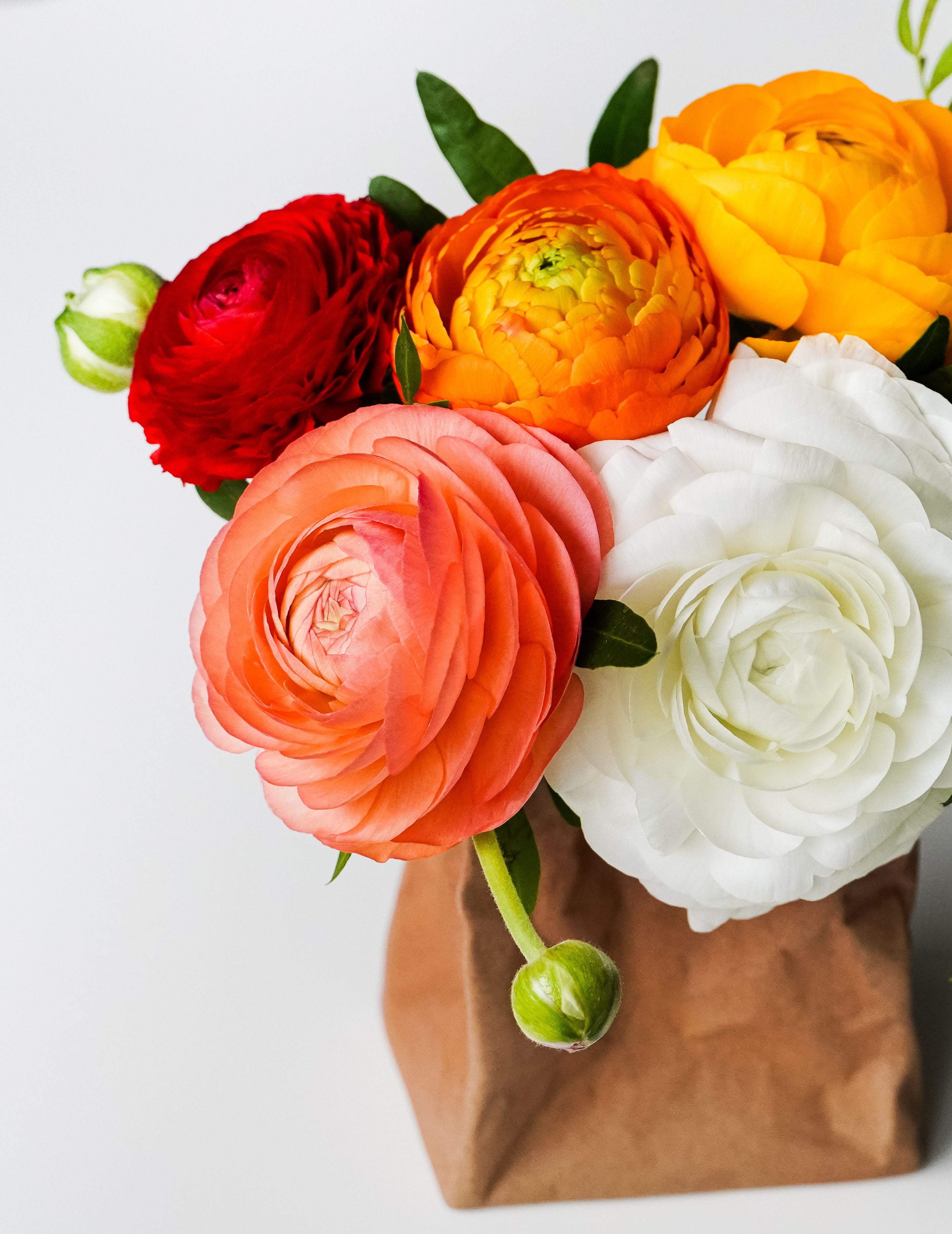 Ranunculus Mixed F1 Bulbs