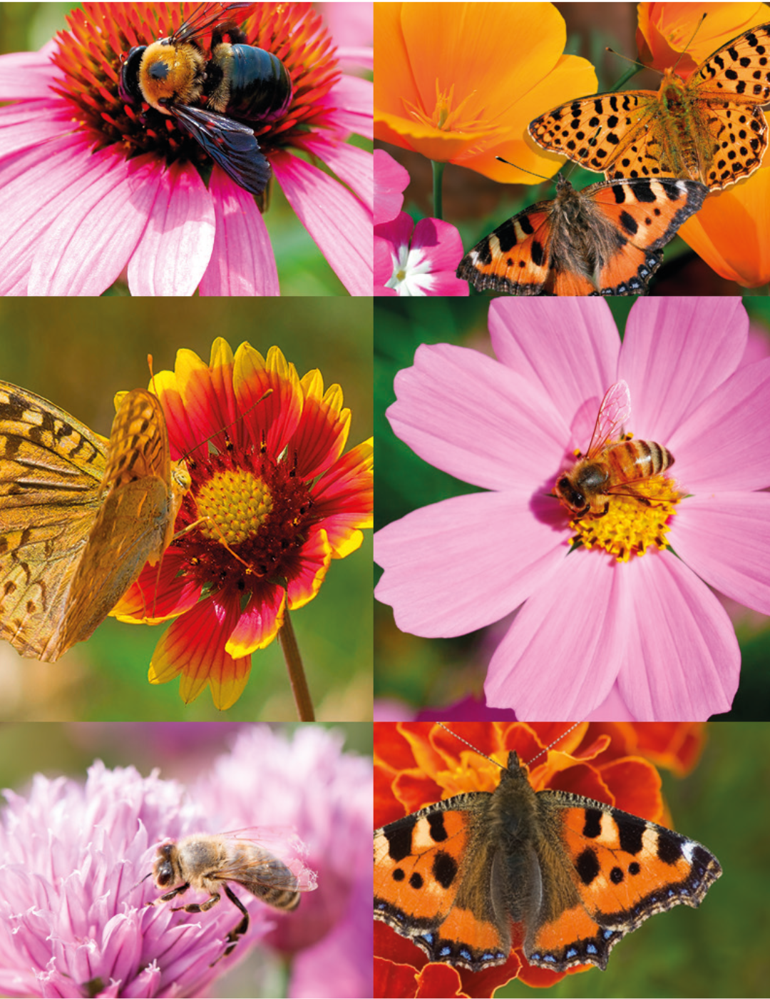 Bee and Butterfly Flower Mix Seeds