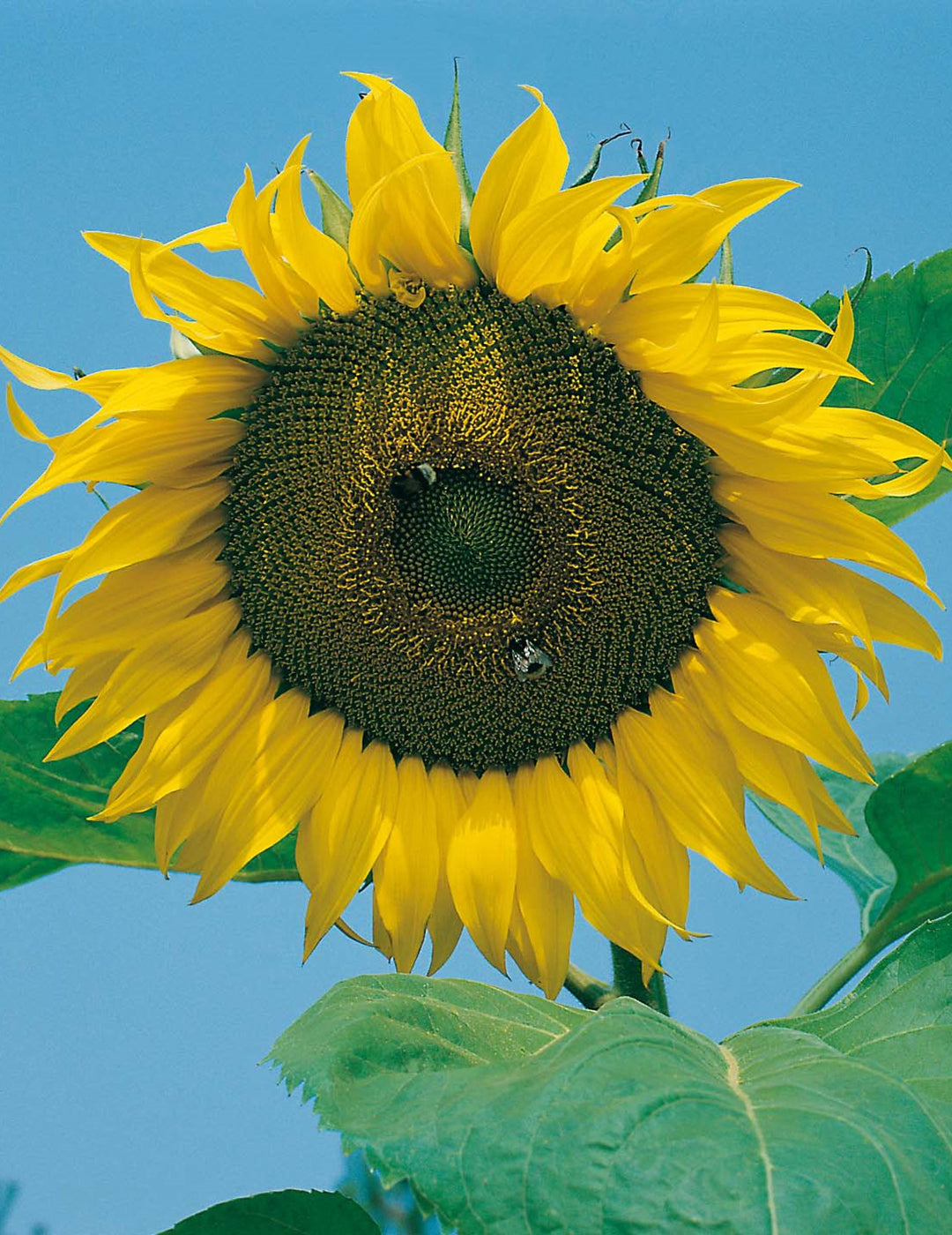 Sunflower Giant Single - BULK BAG