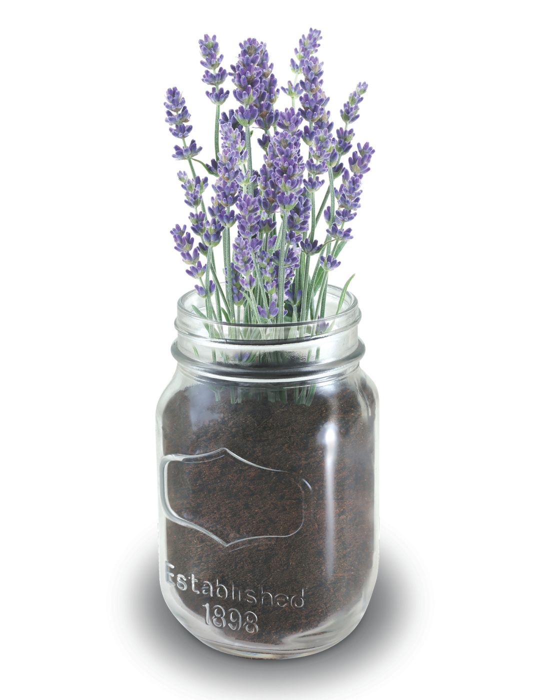 Mason Jar Grow Kits - Lavender