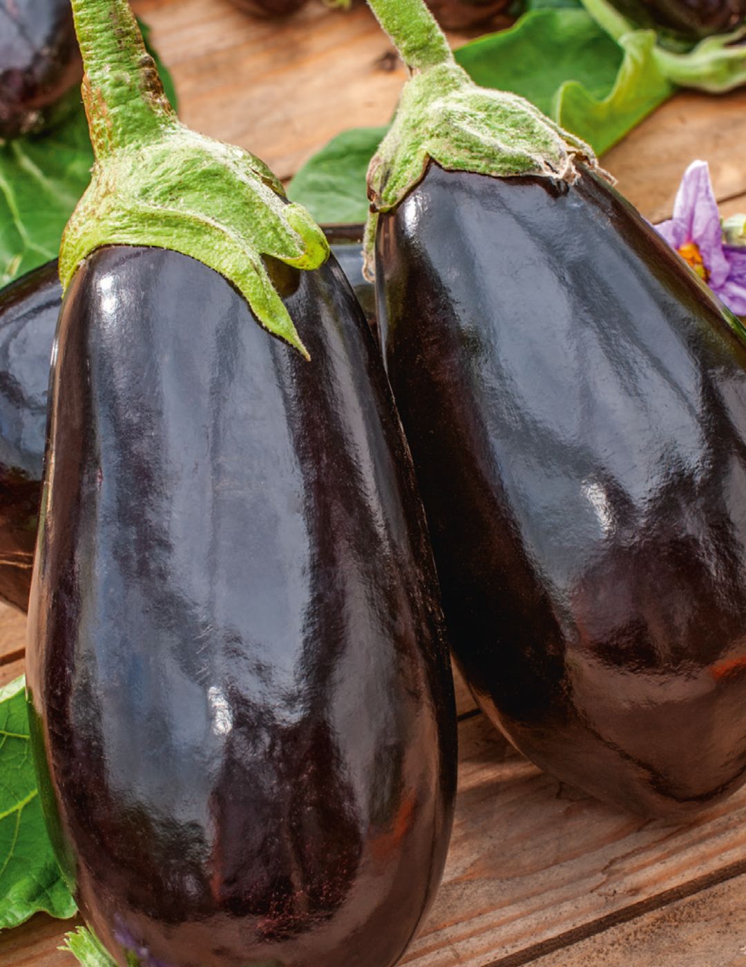 Eggplant Black Beauty