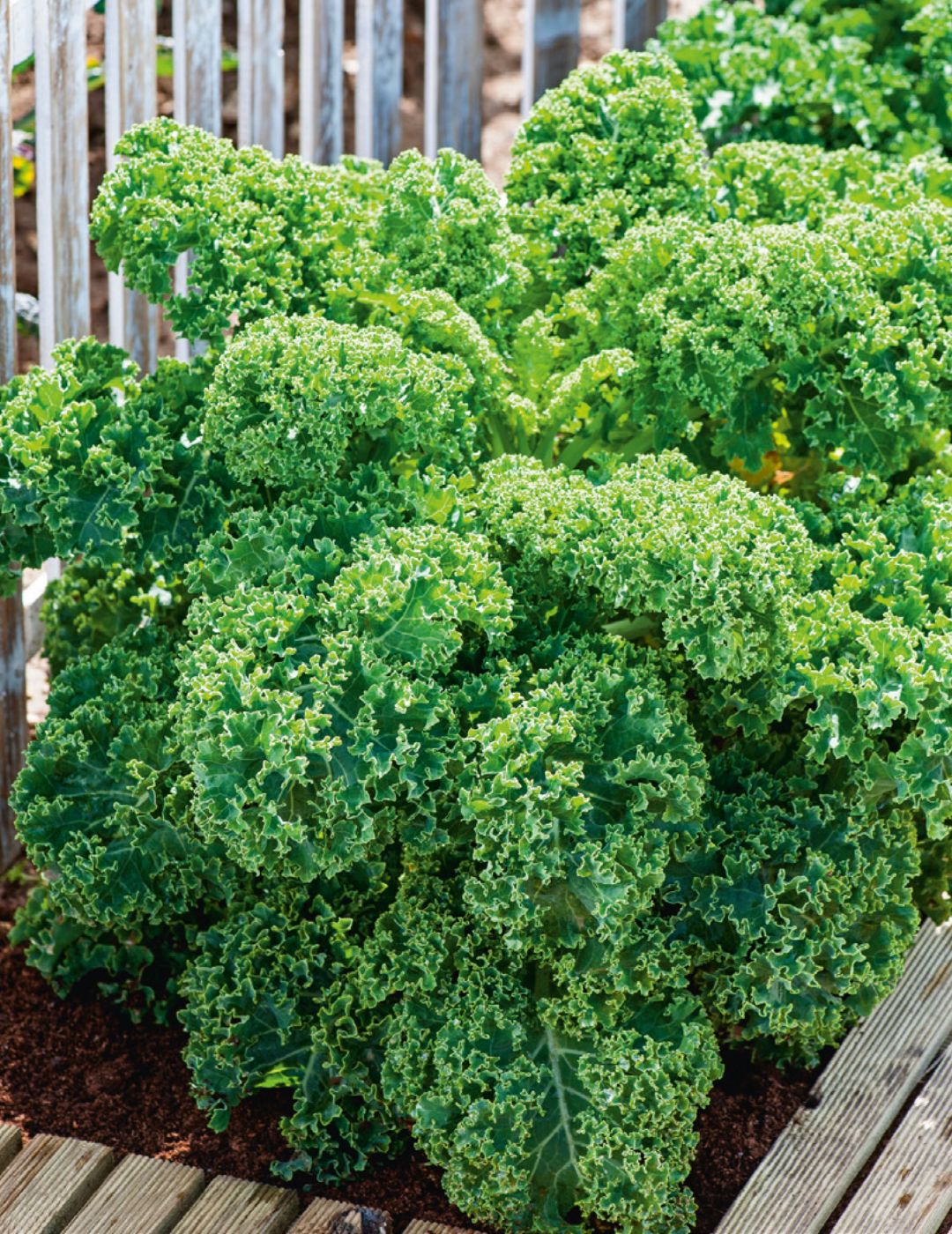 Dwarf Green Curled Kale Seeds