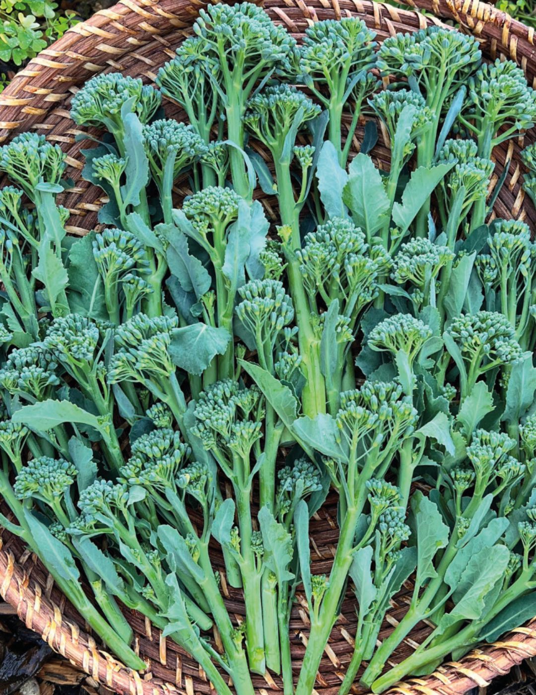 Italian Sprouting Broccoli Seeds