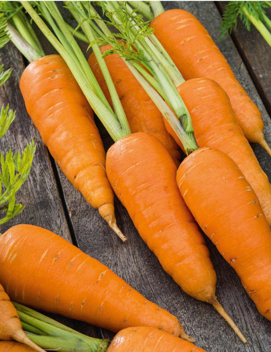 Chantenay Red Core Carrot Seeds