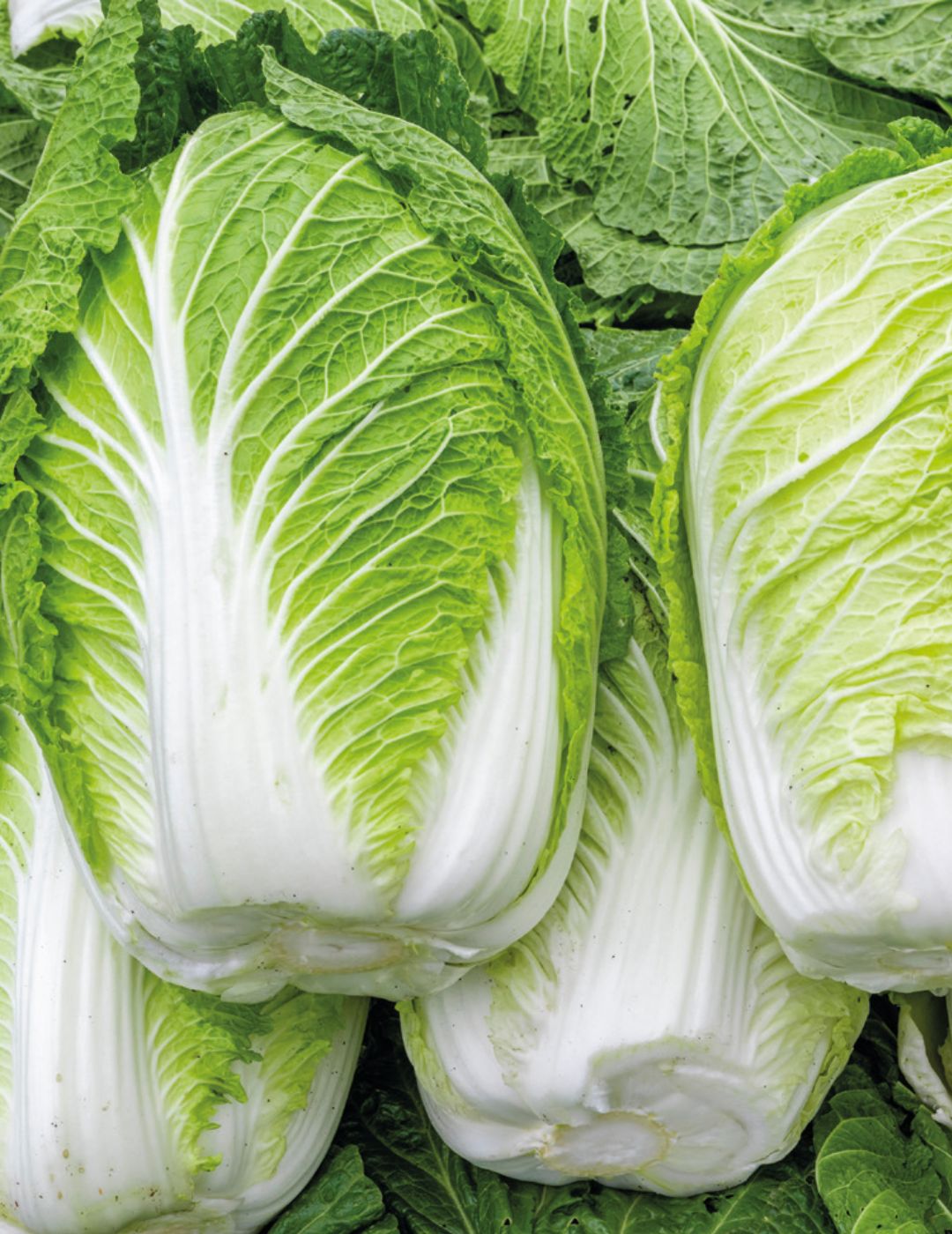 Chinese Cabbage Nagaoka 60 Days F1