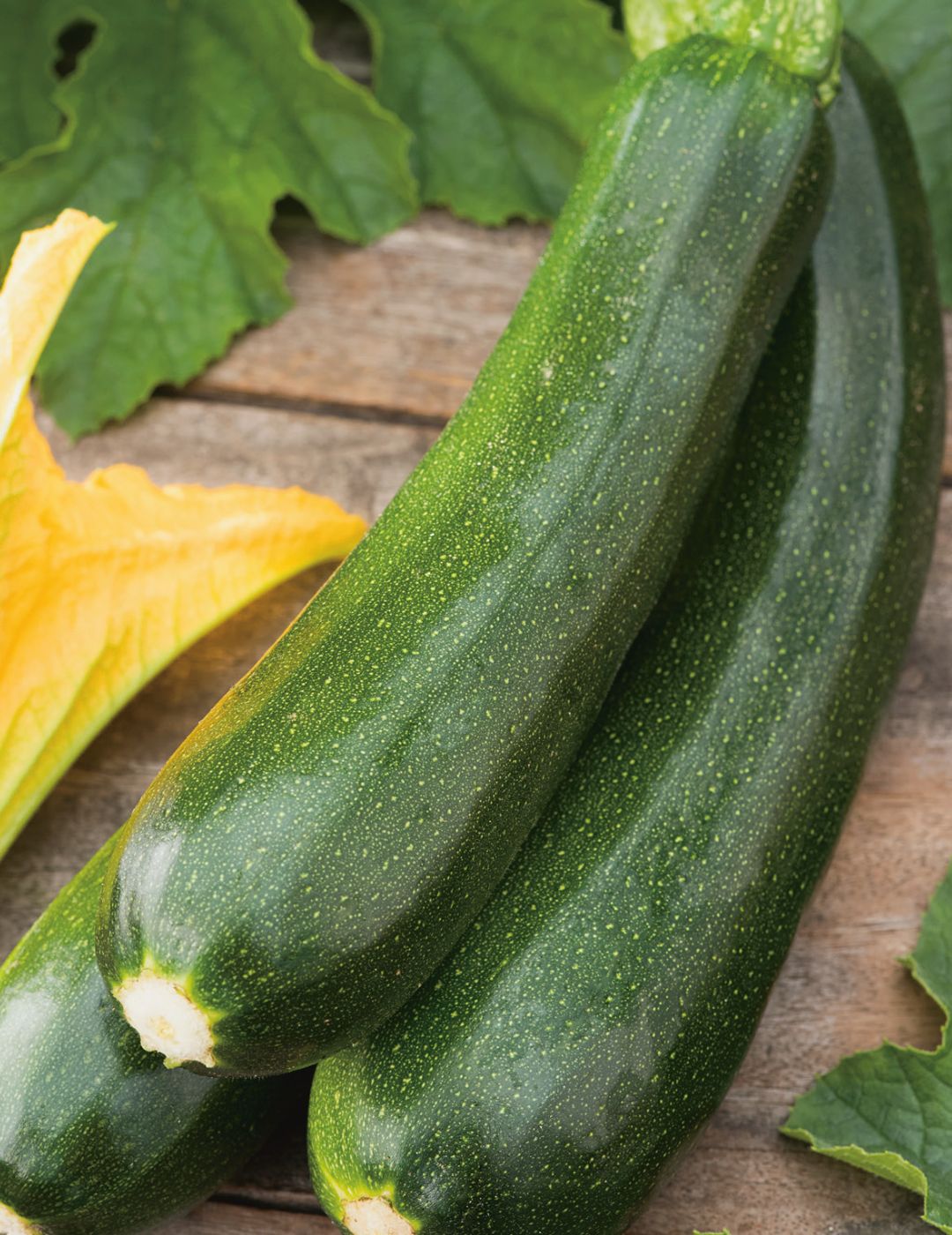 Zucchini Greenskin