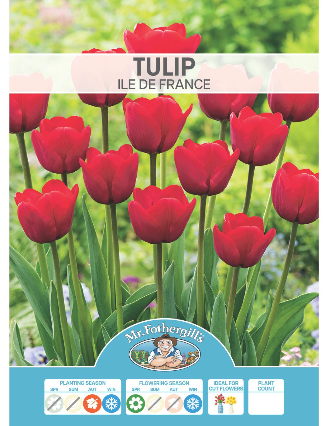 Tulip lle de France