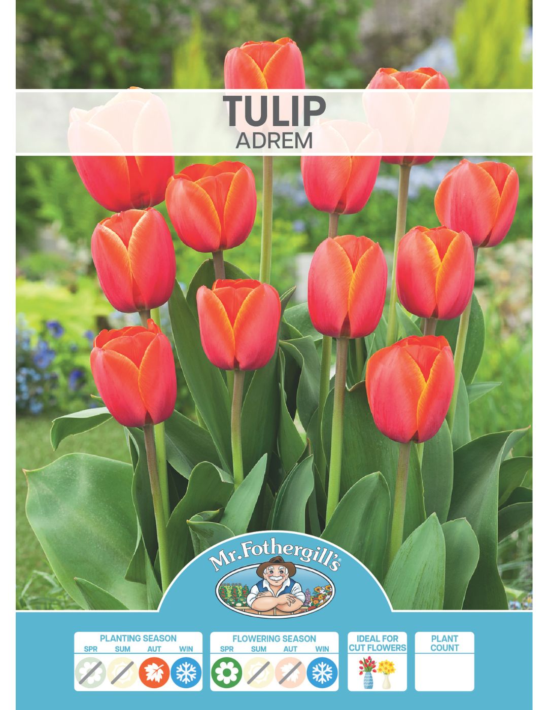 Tulip Adrem