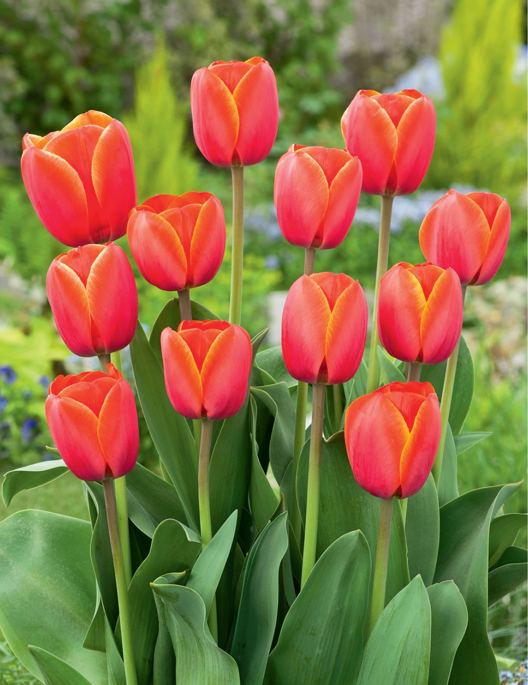 Tulip Adrem