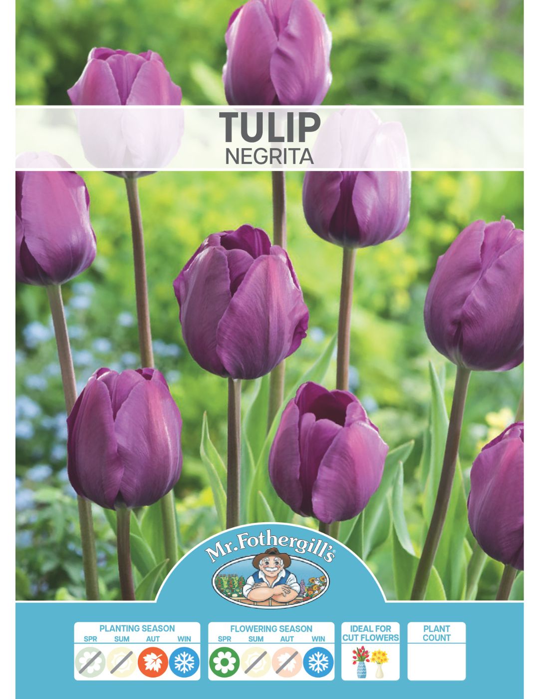 Tulip Negrita