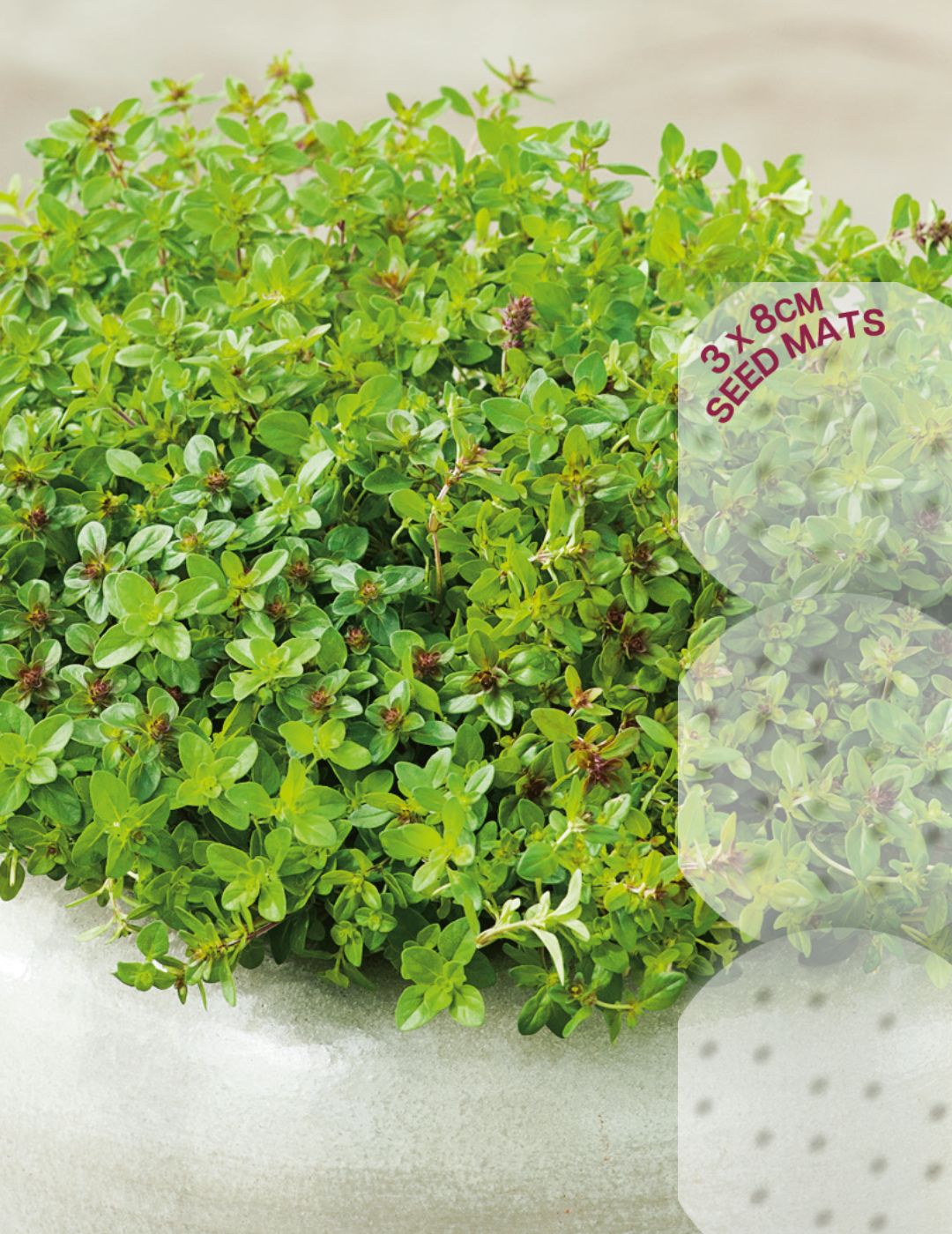 Thyme Seed Mat