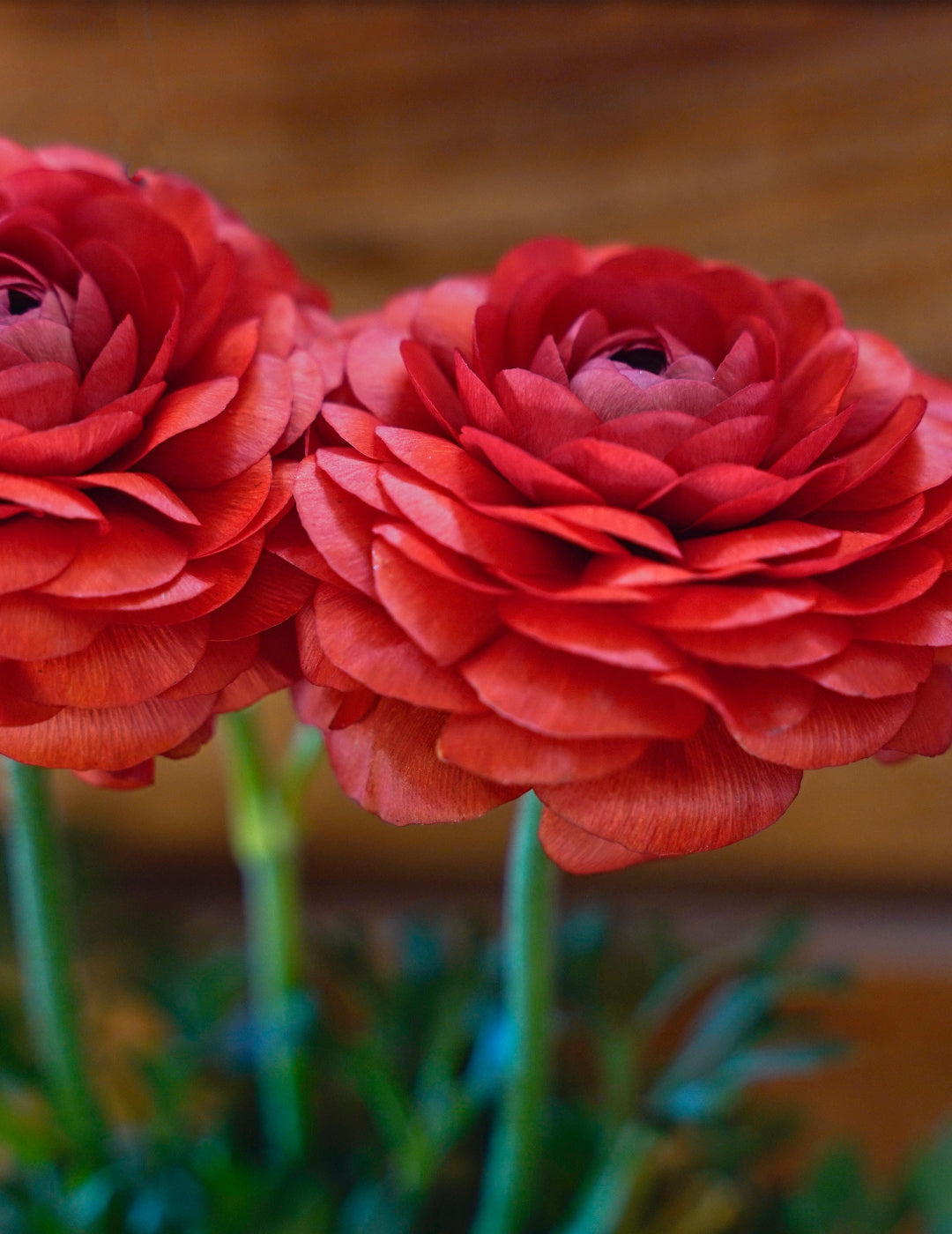 Ranunculus Red F1 Bulbs