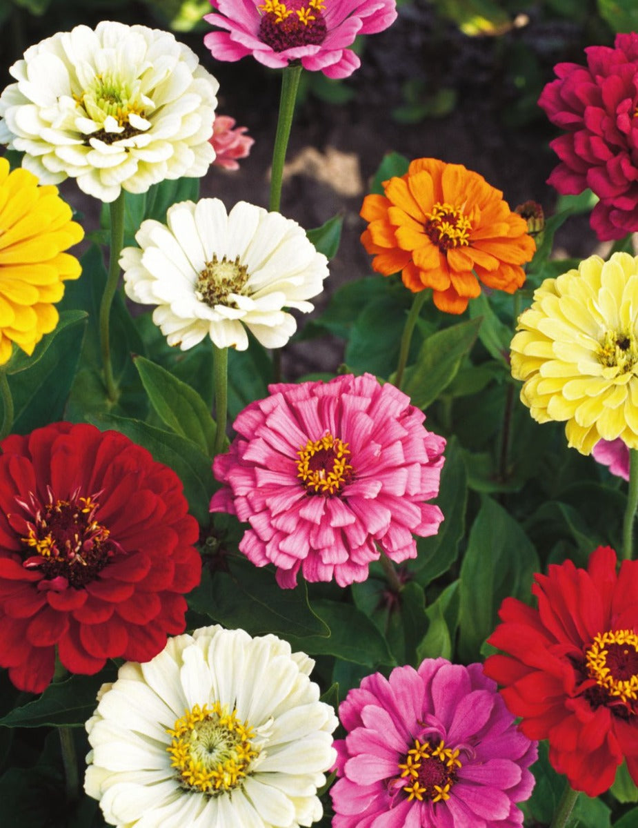 Zinnia Lilliput Mixed - LIMITED EDITION