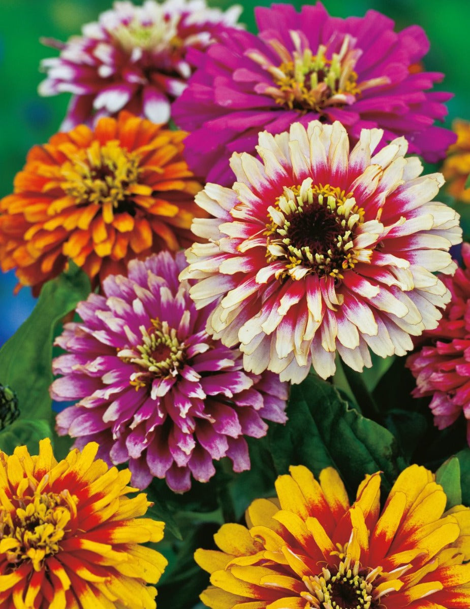 Zinnia Whirlygig Mixed - LIMITED EDITION