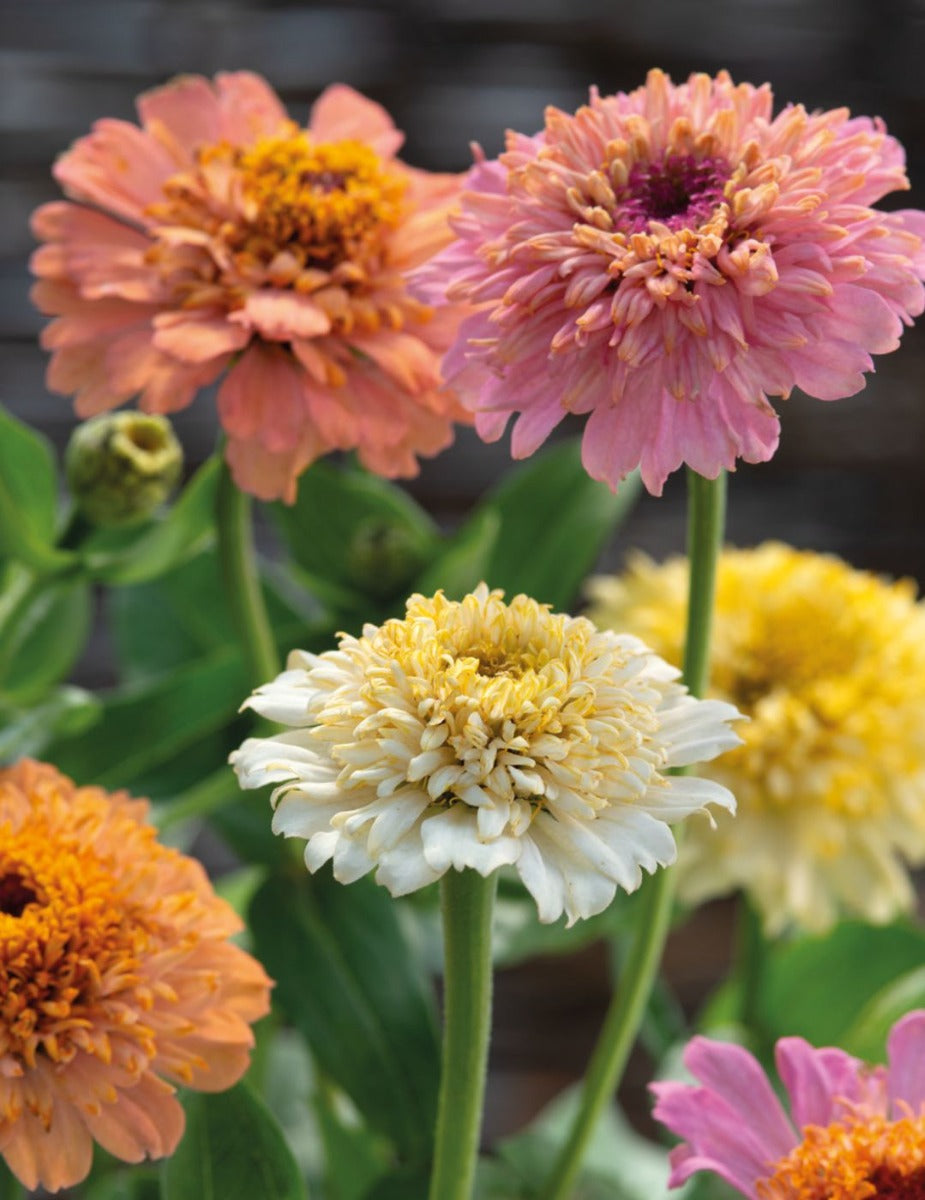 Zinnia Peaches & Cream Mixed - LIMITED EDITION