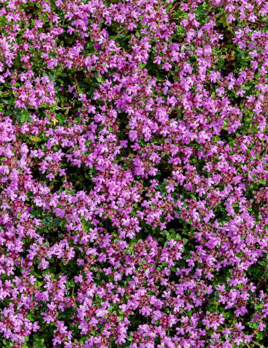 Thyme Creeping