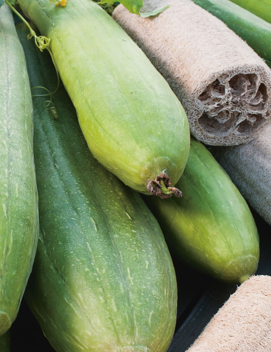 Sponge Gourd Luffa Seeds