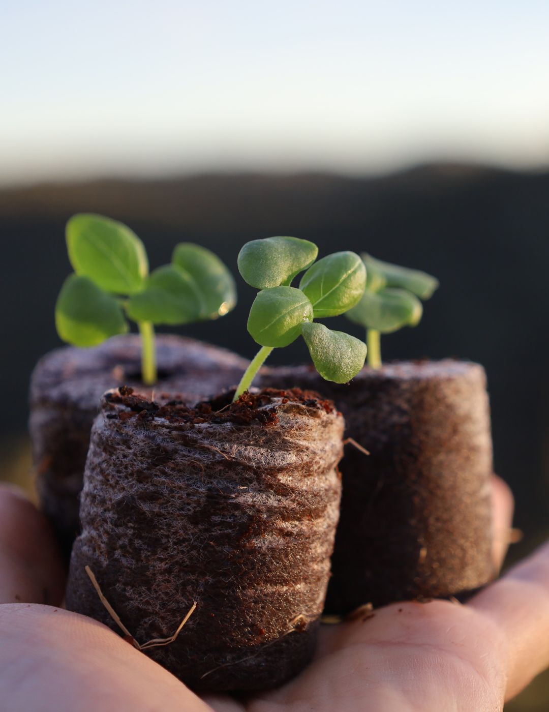 Mr Fothergill's 35mm Coco Fibre Self-Watering Greenhouse Kit (35 Pellets)