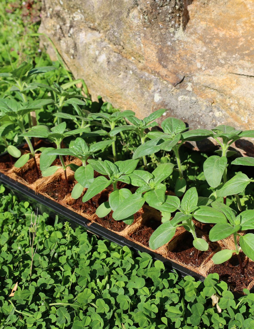 Mr Fothergill's 6cm Coco Fibre Pot Greenhouse Kit (16 Pots)