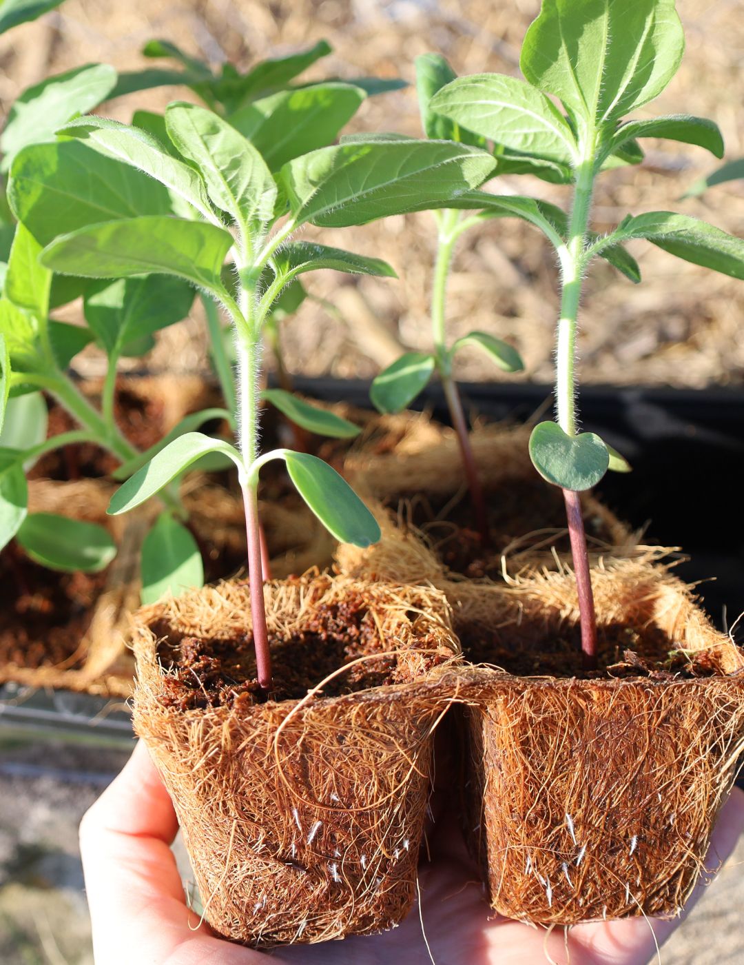 Mr Fothergill's 6cm Coco Fibre Pot Greenhouse Kit (16 Pots)