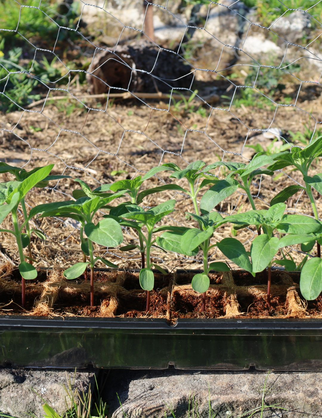 Mr Fothergill's 6cm Coco Fibre Pot Greenhouse Kit (16 Pots)