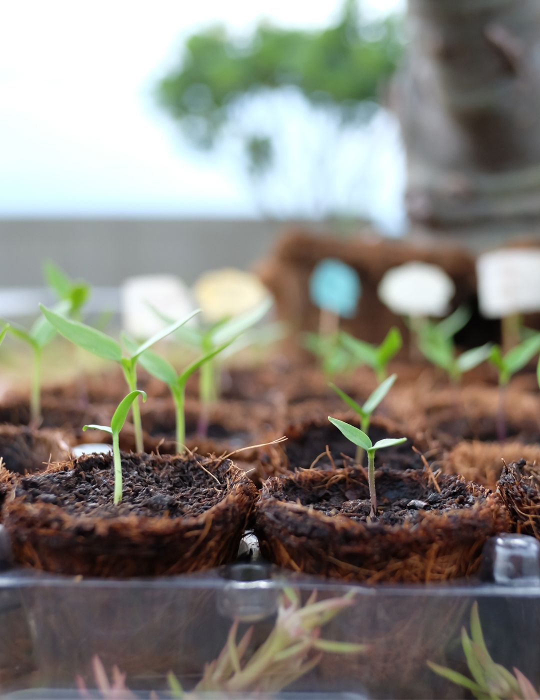 Mr Fothergill's 6cm Coco Fibre Pot Greenhouse Kit (16 Pots)