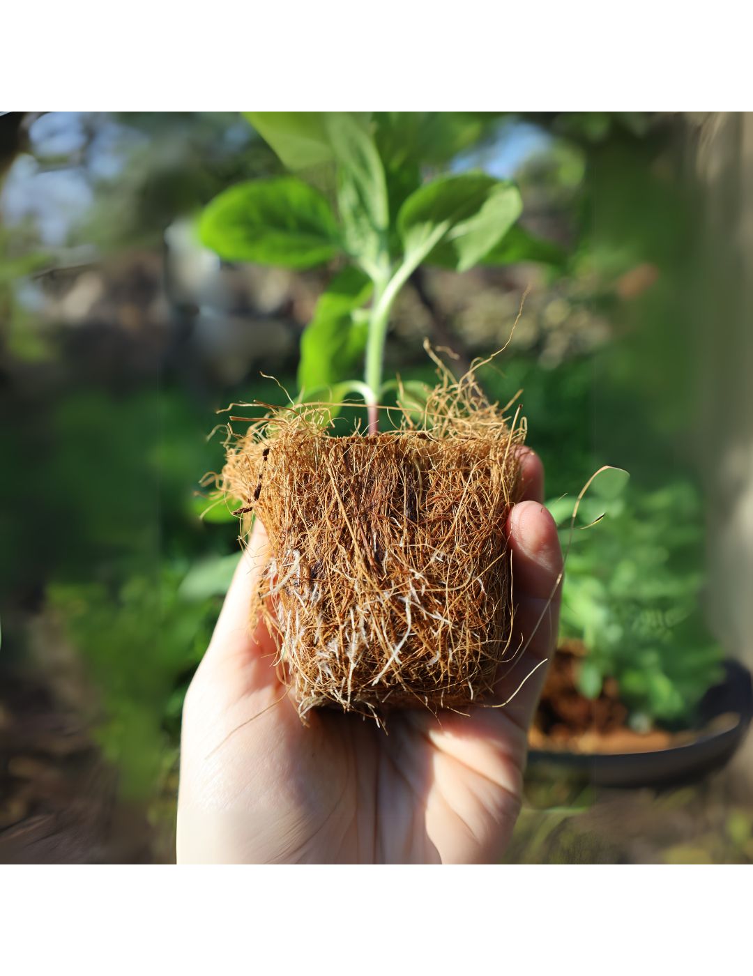 Mr Fothergill's 6cm Coco Fibre Pot Greenhouse Kit (16 Pots)