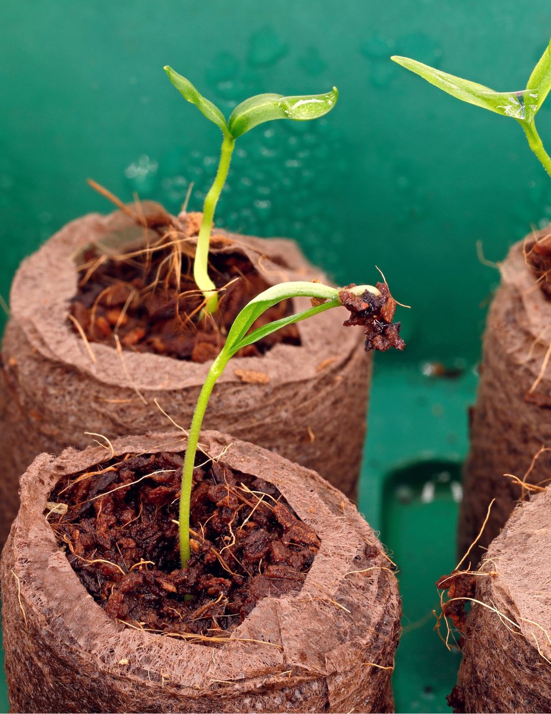 Mr Fothergill's 35mm Coco Fibre Self-Watering Greenhouse Kit (35 Pellets)