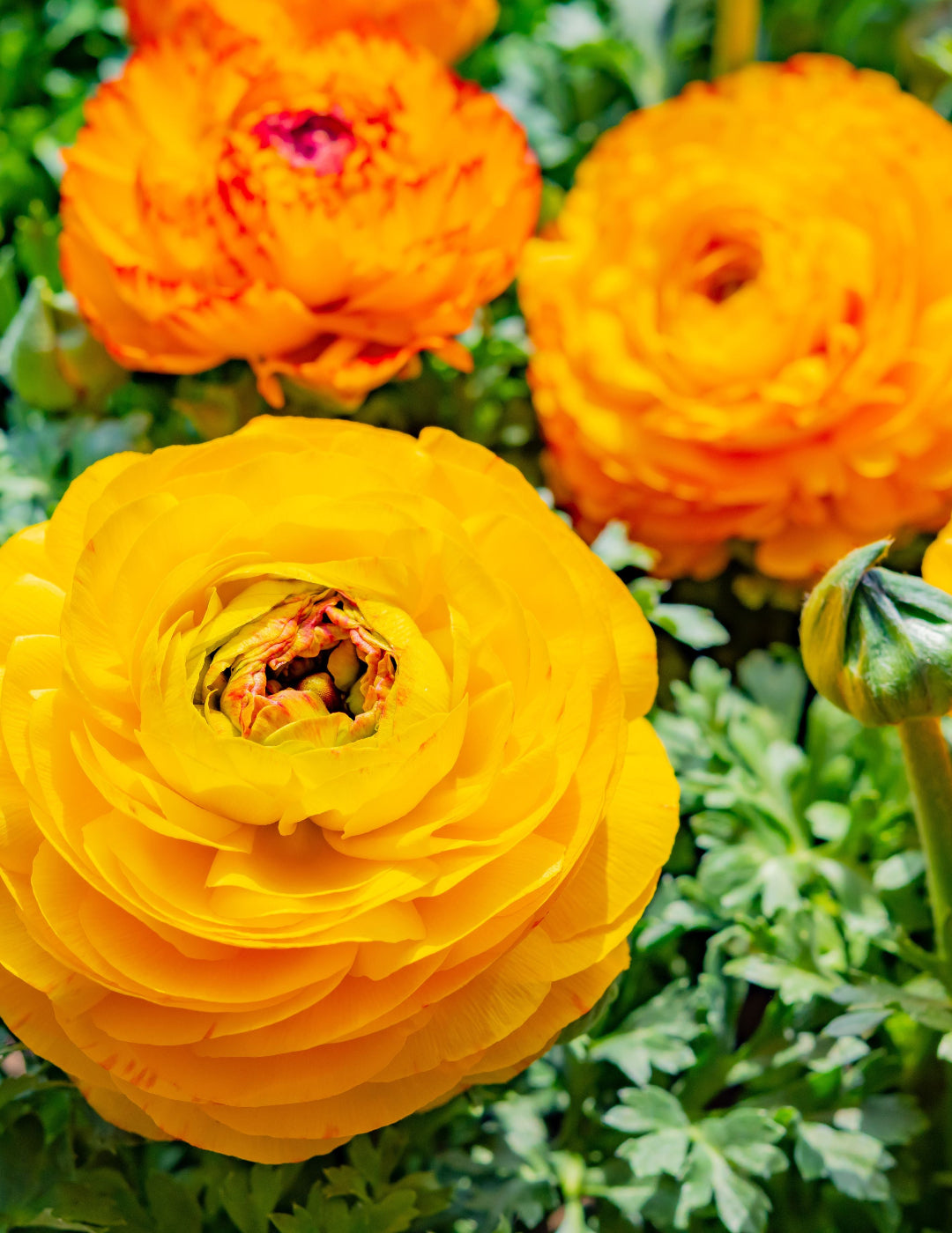 Ranunculus Orange F1 Bulbs