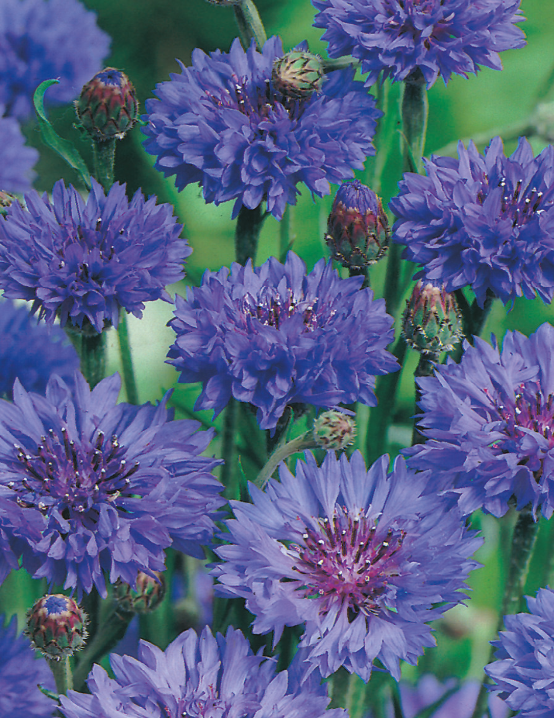 Cornflower Blue Ball