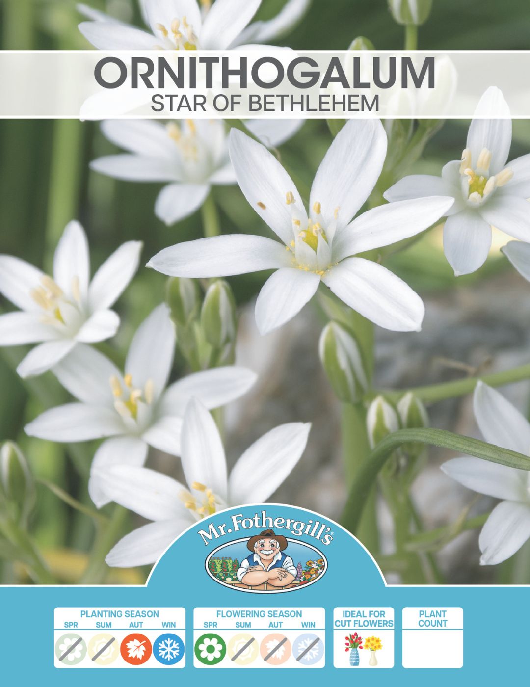 Ornithogalum Star of Bethlehem Bulbs