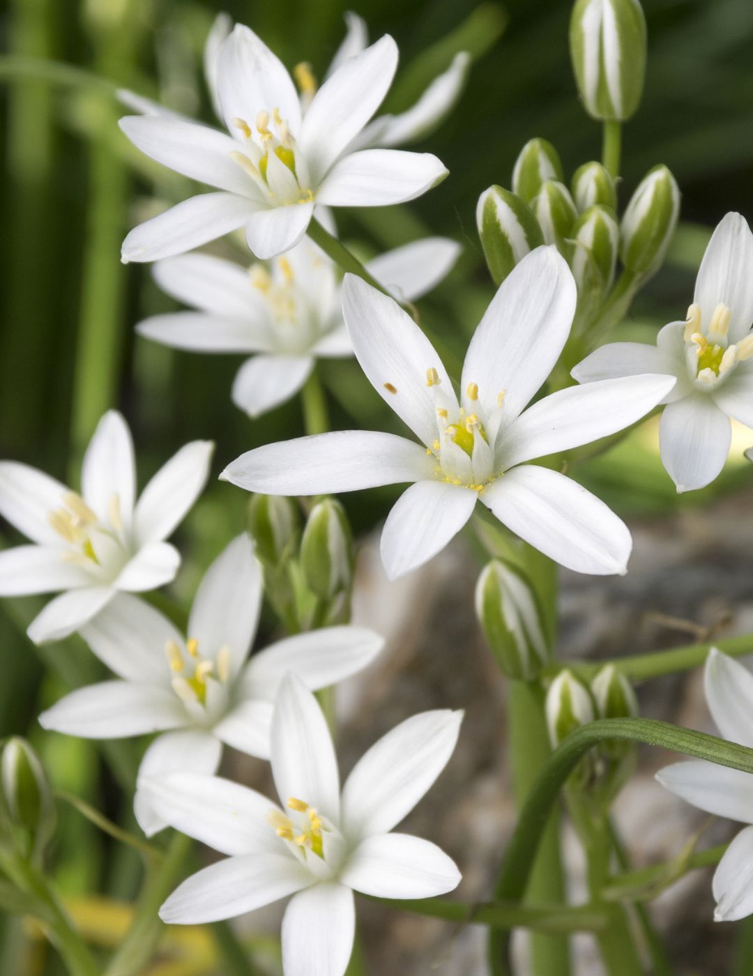 Ornithogalum Star of Bethlehem Bulbs