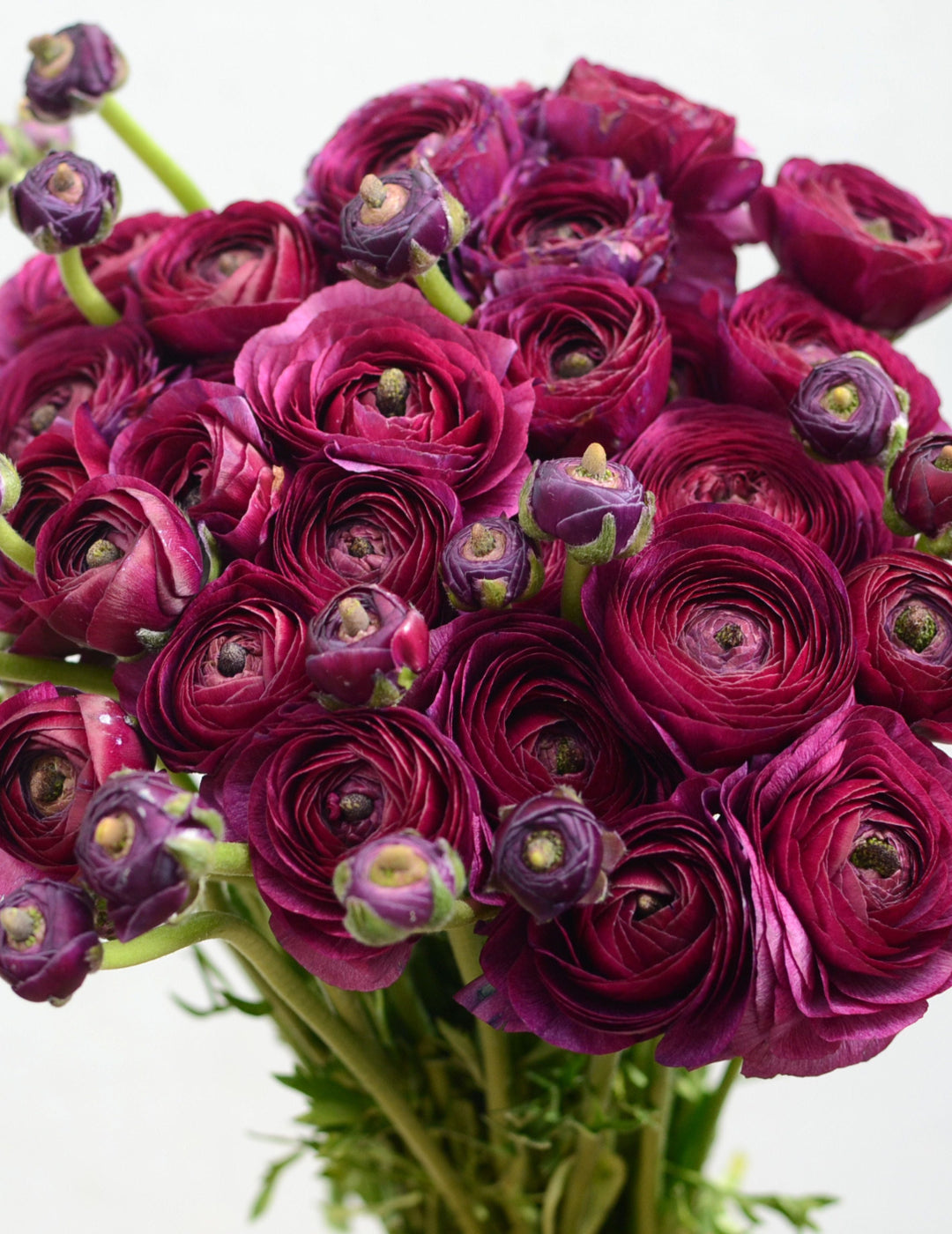 Ranunculus Burgundy F1 Bulbs