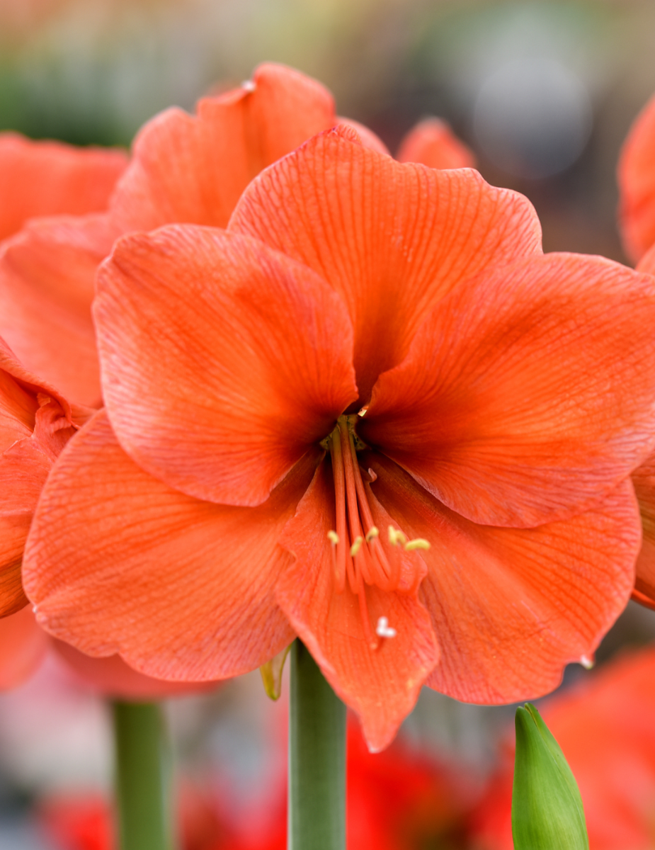 Hippeastrum Orange Sovereign (season:Aug-Sep)