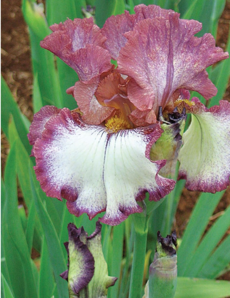 Bearded Iris Silk Rim (season: Winter)