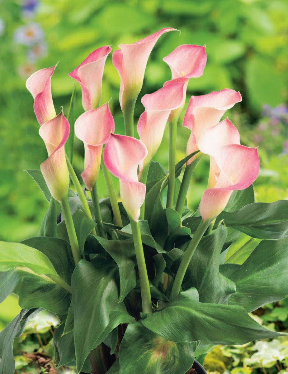 Calla Lily Dreamland (Season: Winter)