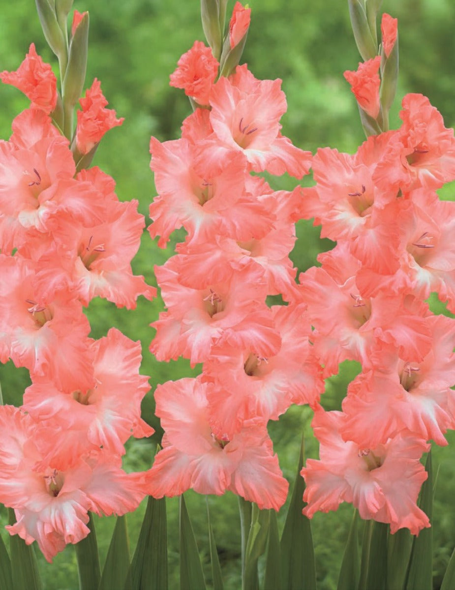 Gladioli Flevo Fusion (season: Winter)