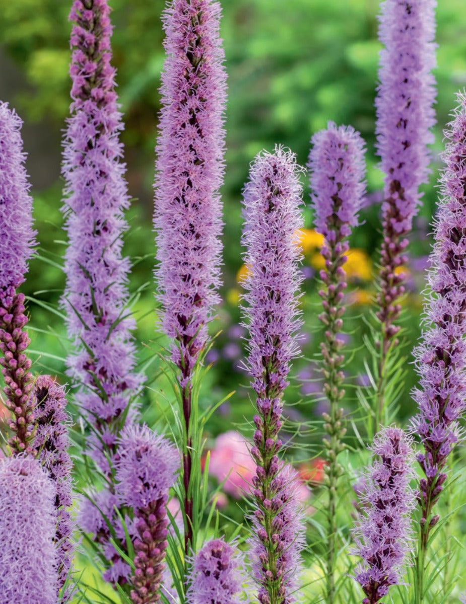 Liatris Purple  (season: Winter)