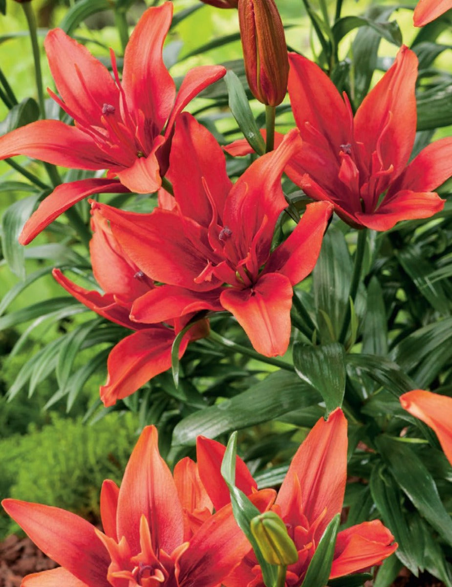 Lilium Double Red Twin (season: Winter)