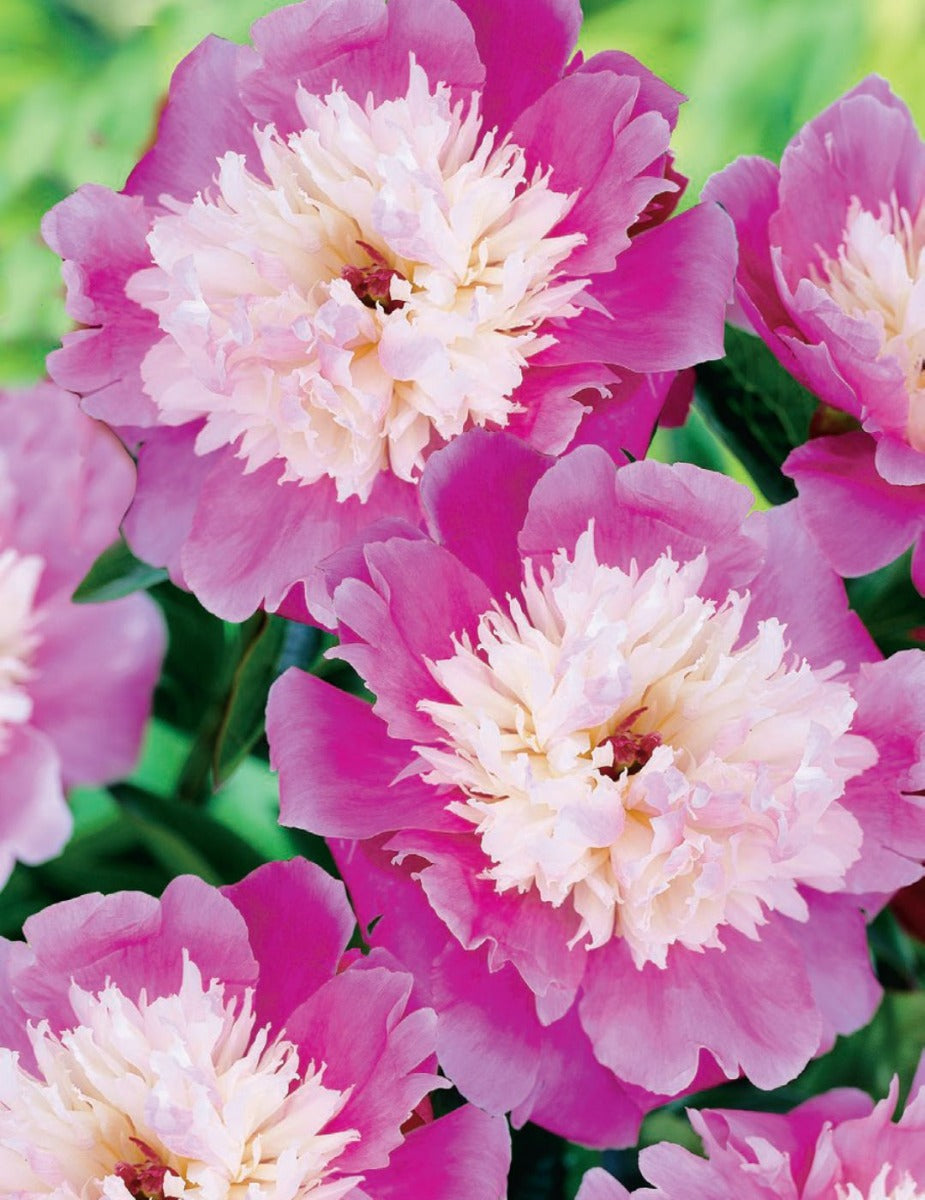 Peony Rose Pink Twinkle (season: Winter)