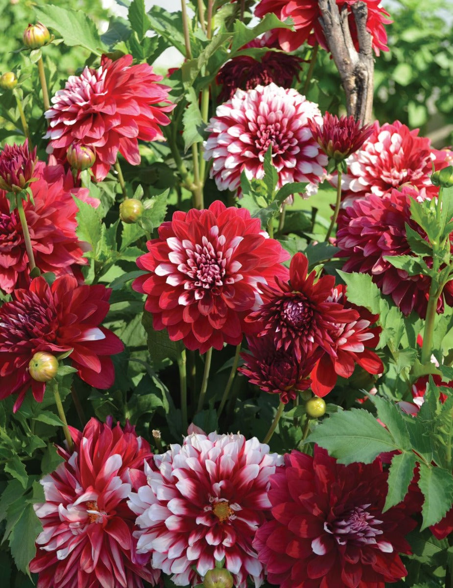 Dahlia Christmas Cheer (season: Aug-Sep)