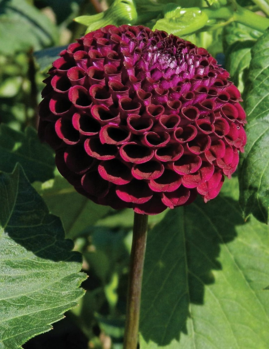 Dahlia Moorplace (season:Aug-Sep)