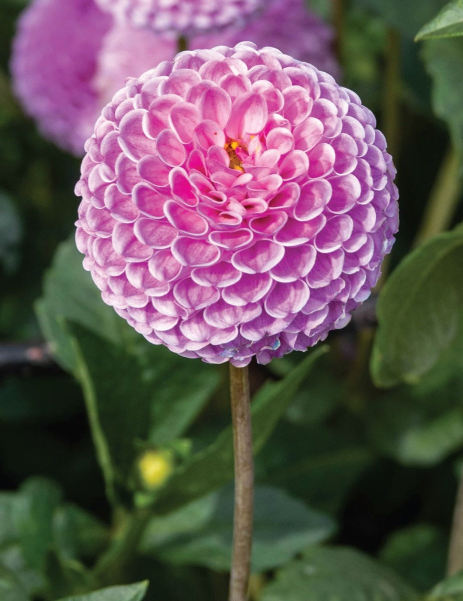 Dahlia Pam (season:Aug-Sep)