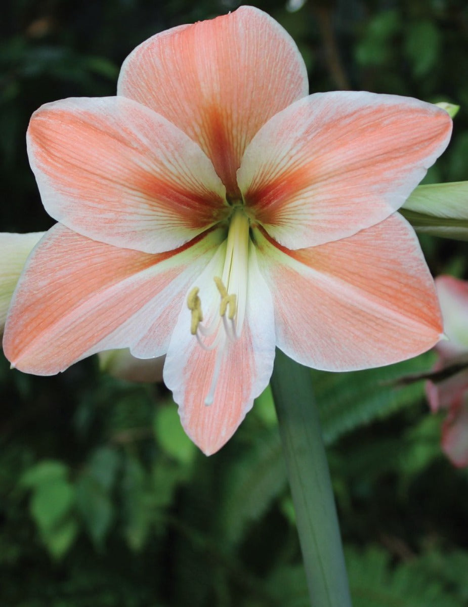 Hippeastrum Apricot Parfait (season: Aug-Sep)