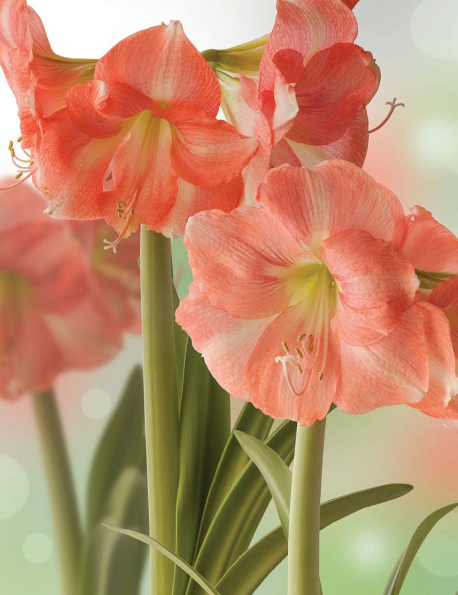 Hippeastrum Rosalie (season: Aug-Sep)