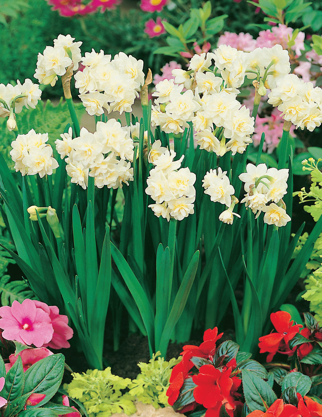 Daffodil Erlicheer Bulbs