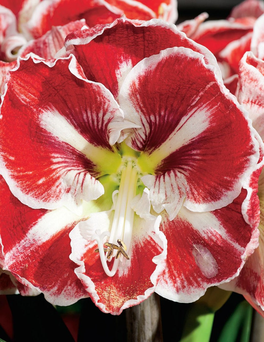 Hippeastrum Samba (season: Aug-Sep)