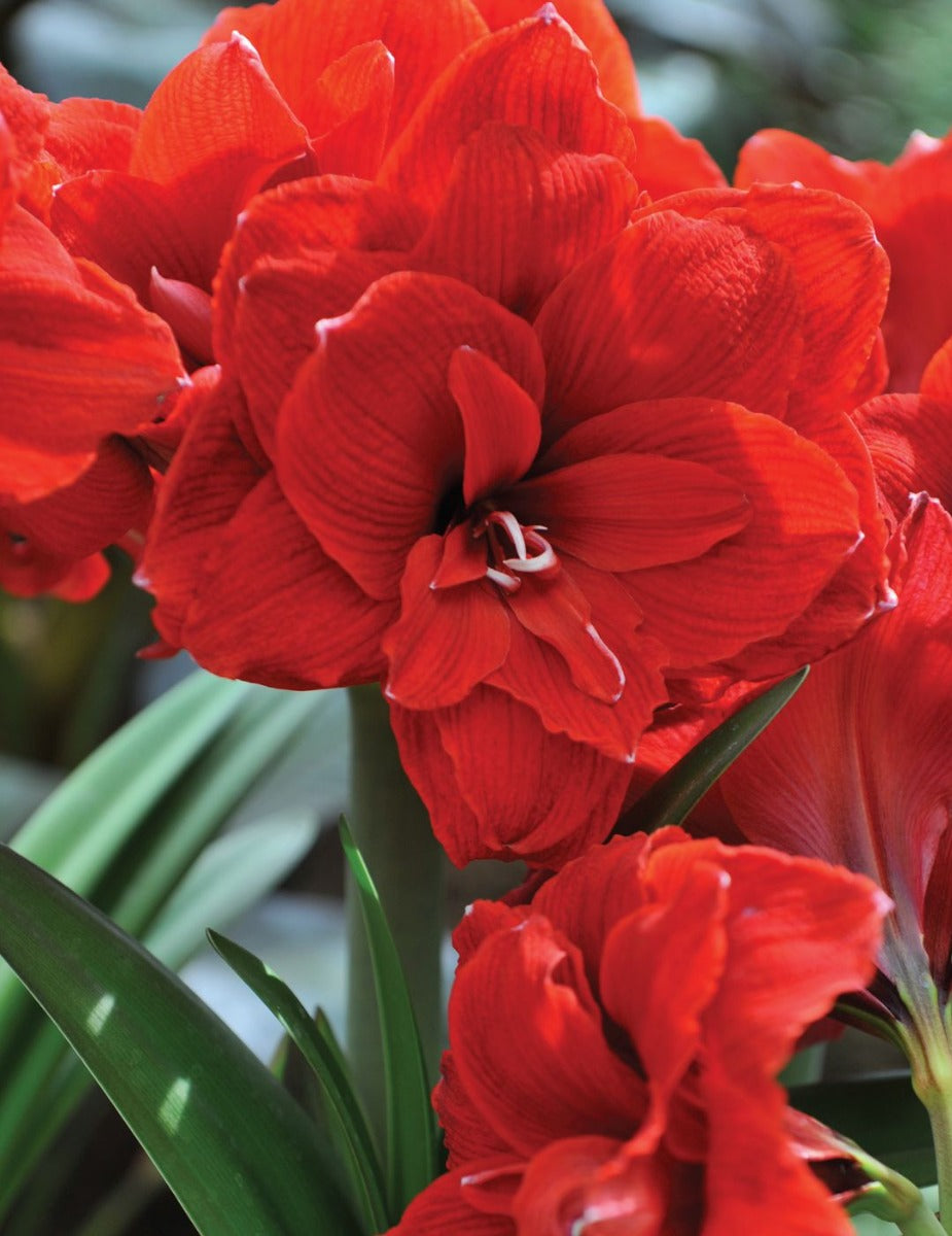 Hippeastrum Double Amarantia (season: Aug-Sep)